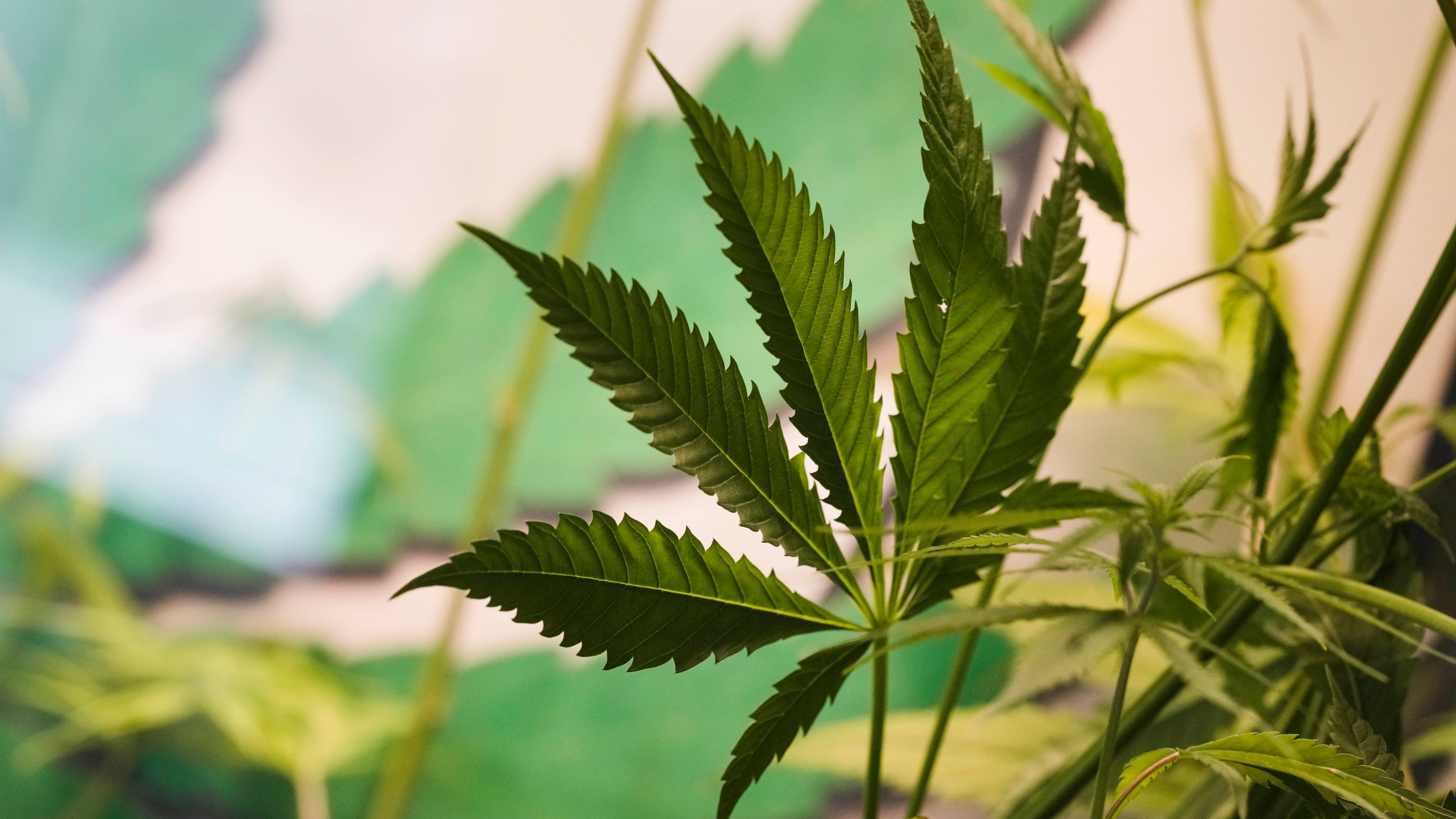 The leaves of a growing cannabis or hemp plant stand in a box at the Cannabis Museum in Berlin, Germany, Wednesday, April 12, 2023. The German government on Wednesday presented scaled-back plans to liberalize the country's rules on cannabis, which would decriminalize possessing and growing limited amounts of the substance and allow its sale for recreational purposes to members of nonprofit 'cannabis clubs.' (AP Photo/Markus Schreiber)