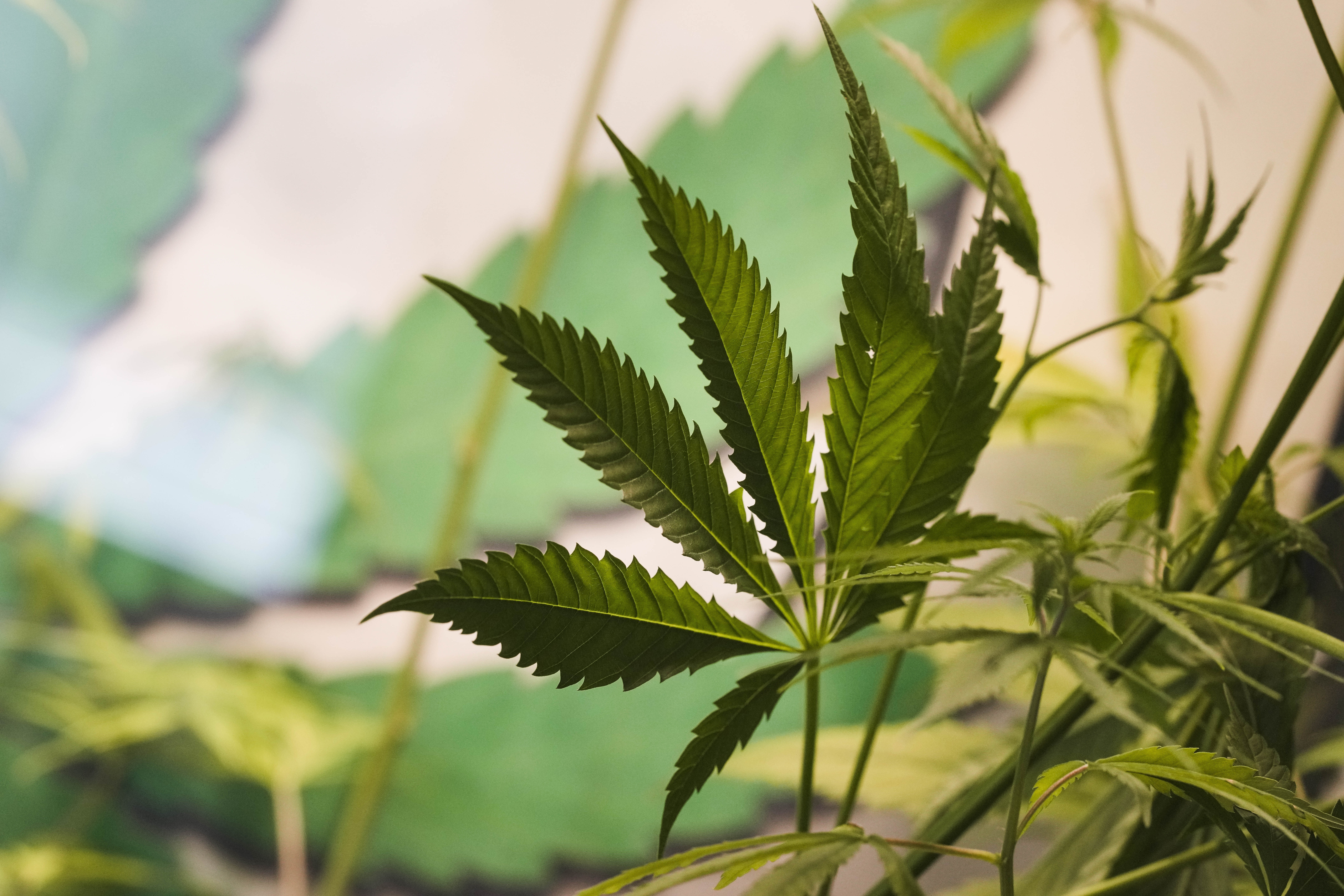 The leaves of a growing cannabis or hemp plant stand in a box at the Cannabis Museum in Berlin, Germany, Wednesday, April 12, 2023. The German government on Wednesday presented scaled-back plans to liberalize the country's rules on cannabis, which would decriminalize possessing and growing limited amounts of the substance and allow its sale for recreational purposes to members of nonprofit 'cannabis clubs.' (AP Photo/Markus Schreiber)