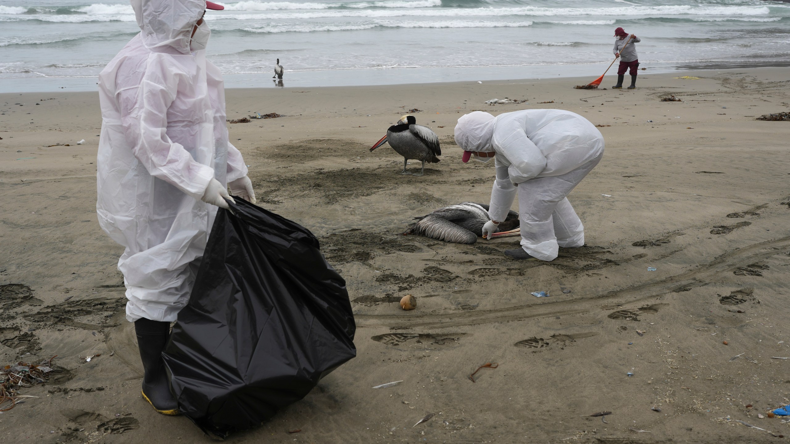 FILE - Municipal workers collect dead pelicans on Santa Maria beach in Lima, Peru, Nov. 30, 2022, as thousands of birds died in November along the Pacific of Peru from bird flu, according to The National Forest and Wildlife Service (Serfor). A man in Chile is infected with a bird flu that has concerning mutations, according to a new lab analysis. But U.S. health officials said Friday, April 14, 2023, that the threat to people remains low. (AP Photo/Guadalupe Pardo, File)