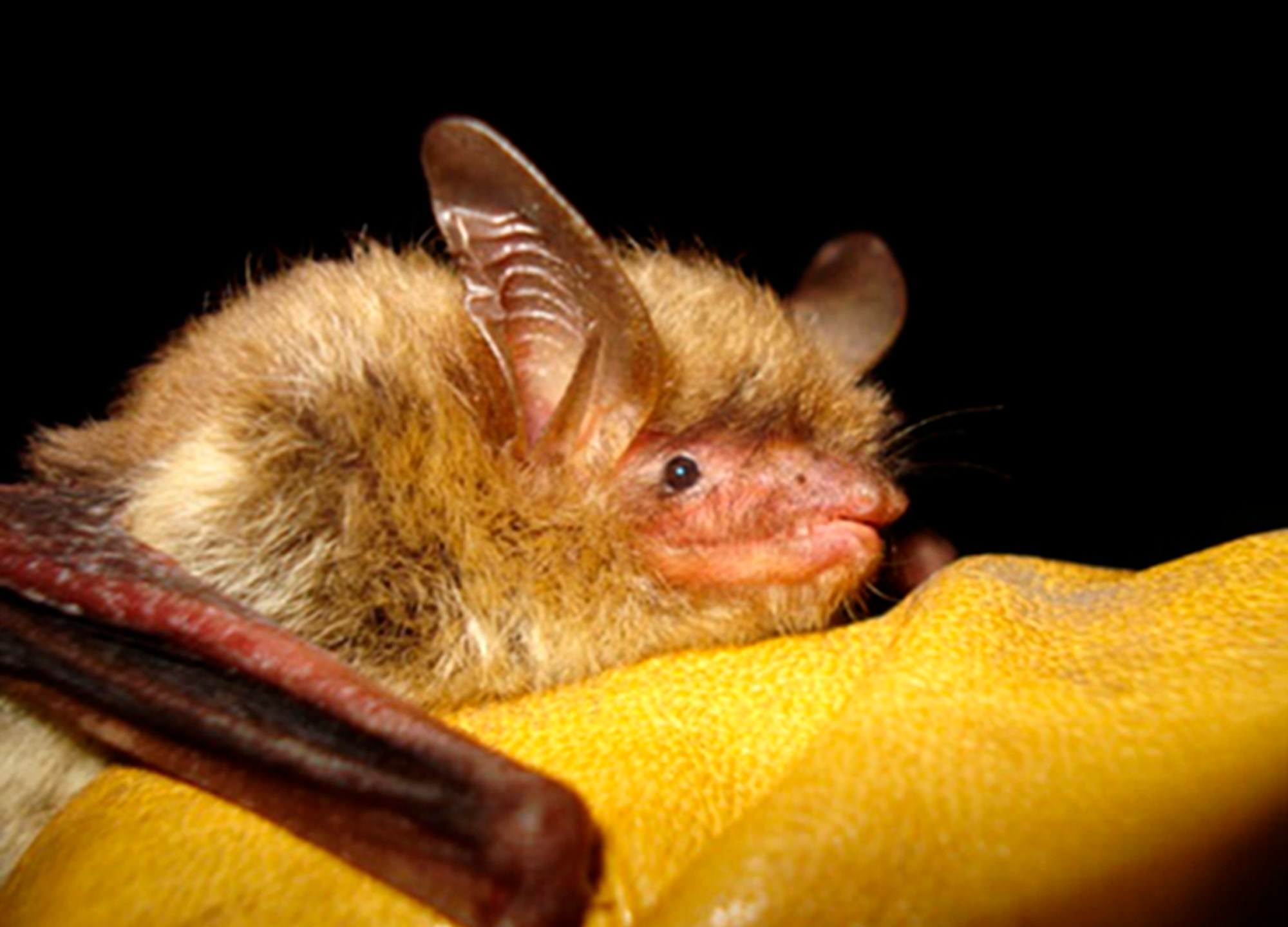 FILE - This undated photo provided by the Wisconsin Department of Natural Resources shows a northern long-eared bat. More than half of North America's bat species are likely to diminish significantly as climate change, disease and habitat loss take their toll, scientists warned Monday, April 17, 2023. (Wisconsin Department of Natural Resources via AP, File)