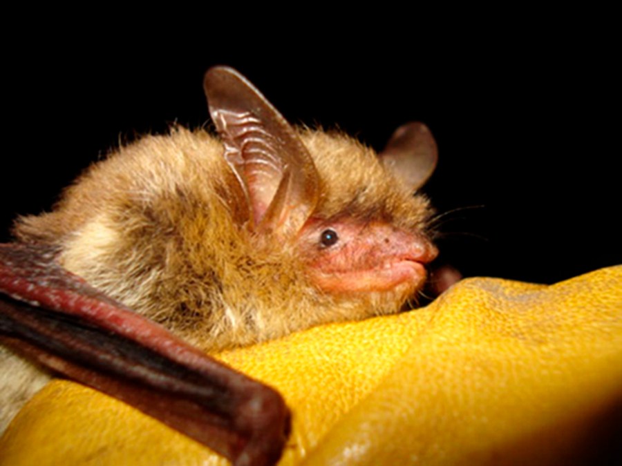 FILE - This undated photo provided by the Wisconsin Department of Natural Resources shows a northern long-eared bat. More than half of North America's bat species are likely to diminish significantly as climate change, disease and habitat loss take their toll, scientists warned Monday, April 17, 2023. (Wisconsin Department of Natural Resources via AP, File)