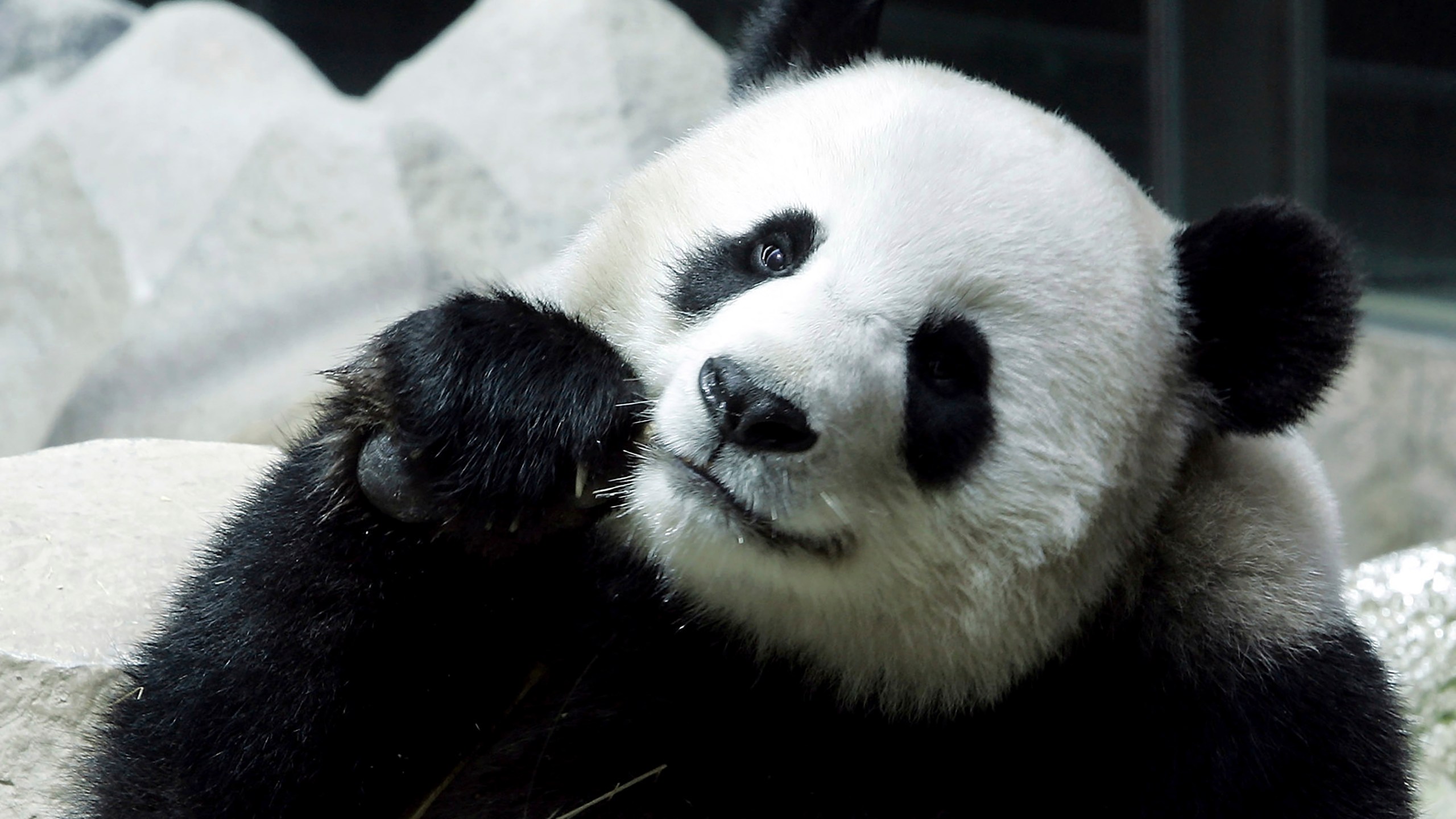 FILE - Lin Hui, a female Panda on a 10-year loan from China is seen eating bamboo at the Chiang Mai Zoo in Chiang Mai province, northern Thailand, on Sept. 23, 2005. Lin Hui, the giant panda, died Wednesday, April 19, 2023, six months before she was due to return home, officials from the Chiang Mai Zoo said. (AP Photo/Apichart Weerawong, File)