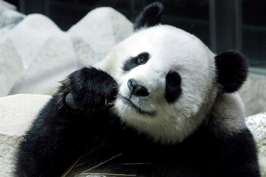 FILE - Lin Hui, a female Panda on a 10-year loan from China is seen eating bamboo at the Chiang Mai Zoo in Chiang Mai province, northern Thailand, on Sept. 23, 2005. Lin Hui, the giant panda, died Wednesday, April 19, 2023, six months before she was due to return home, officials from the Chiang Mai Zoo said. (AP Photo/Apichart Weerawong, File)