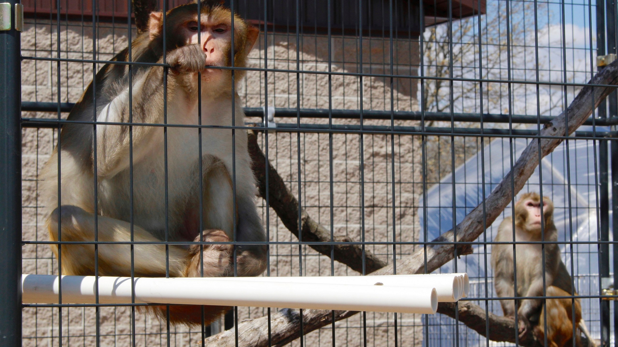 FILE - River, left, and Timon, both rhesus macaques who were previously used in medical research, sit in an outdoor enclosure at Primates Inc., in Westfield, Wis., on May 13, 2019. The sanctuary is a 17-acre rural compound where research animals can live their remaining years when their studies are done. A report released on Thursday, May 4, 2023, says a shortage of monkeys available for medical research undermines U.S. readiness to respond to public health emergencies. (AP Photo/Carrie Antlfinger, FILE)