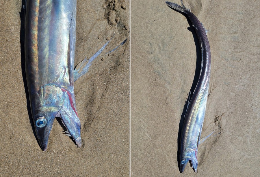 This combo from photos provided by Miranda Crowell shows lancetfish that washed ashore on the 72nd street beach entrance and the cove in Roads End, Lincoln City, Ore., on April 28, 2023. Several whip-like fish with fanged jaws and huge eyes that can dwell more than a mile deep in the ocean have washed up along a roughly 200-mile (322-kilometer) stretch of Oregon coastline, and it's unclear why, scientists and experts said. (Miranda Crowell via AP)