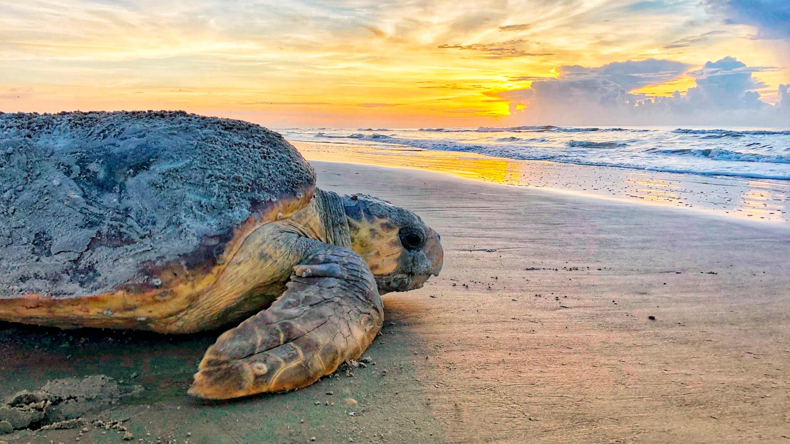 FILE - In this June 30, 2019, photo provided by the Georgia Department of Natural Resources, a loggerhead sea turtle returns to the ocean after nesting on Ossabaw Island, Ga. A U.S. agency has agreed Friday, May 5, 2023, to an in-depth study of whether dredging a Georgia shipping channel in the spring and summer would post threats to rare sea turtles. (Georgia Department of Natural Resources via AP, File)