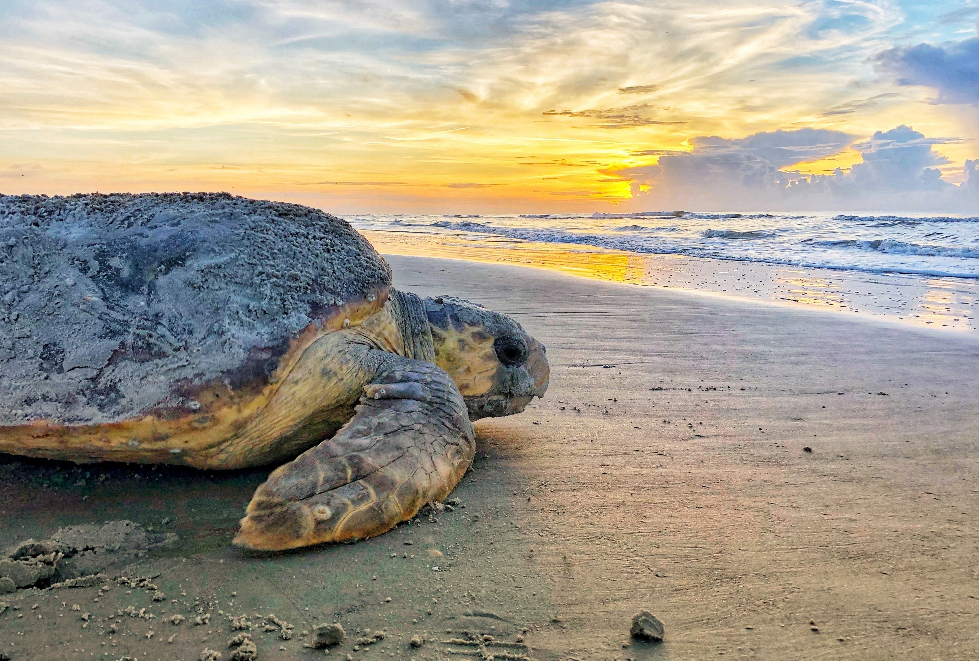 FILE - In this June 30, 2019, photo provided by the Georgia Department of Natural Resources, a loggerhead sea turtle returns to the ocean after nesting on Ossabaw Island, Ga. A U.S. agency has agreed Friday, May 5, 2023, to an in-depth study of whether dredging a Georgia shipping channel in the spring and summer would post threats to rare sea turtles. (Georgia Department of Natural Resources via AP, File)