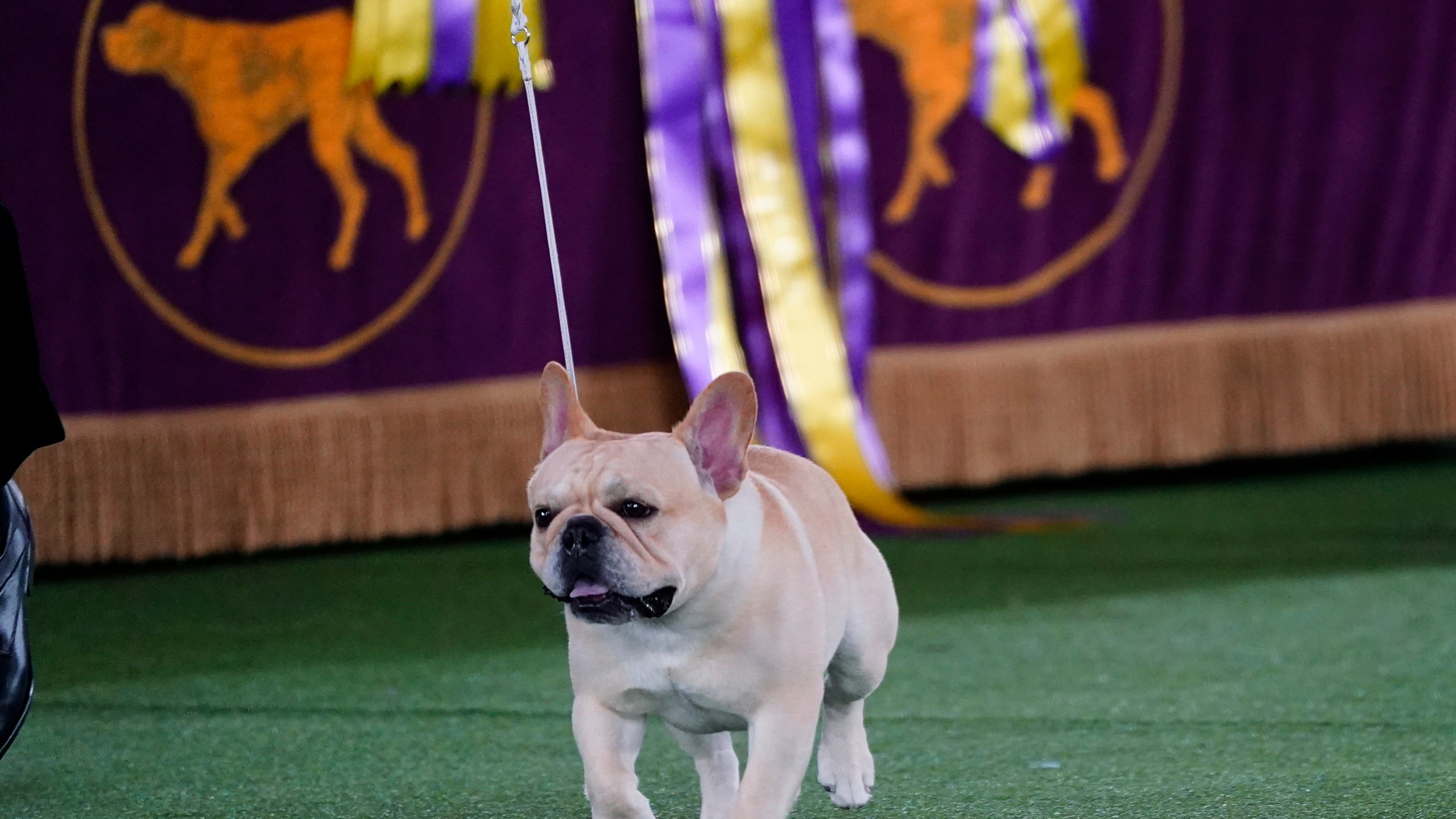 FILE - Winston, a French bulldog, competes for Best in Show at the 146th Westminster Kennel Club Dog Show, Wednesday, June 22, 2022, in Tarrytown, N.Y. French bulldogs are ranked as the United States' favorite dog breed, yet none has ever won the nation's pre-eminent dog show. This year, Winston is a strong contender to take the trophy at the Westminster Kennel Club dog show. (AP Photo/Frank Franklin II, File)