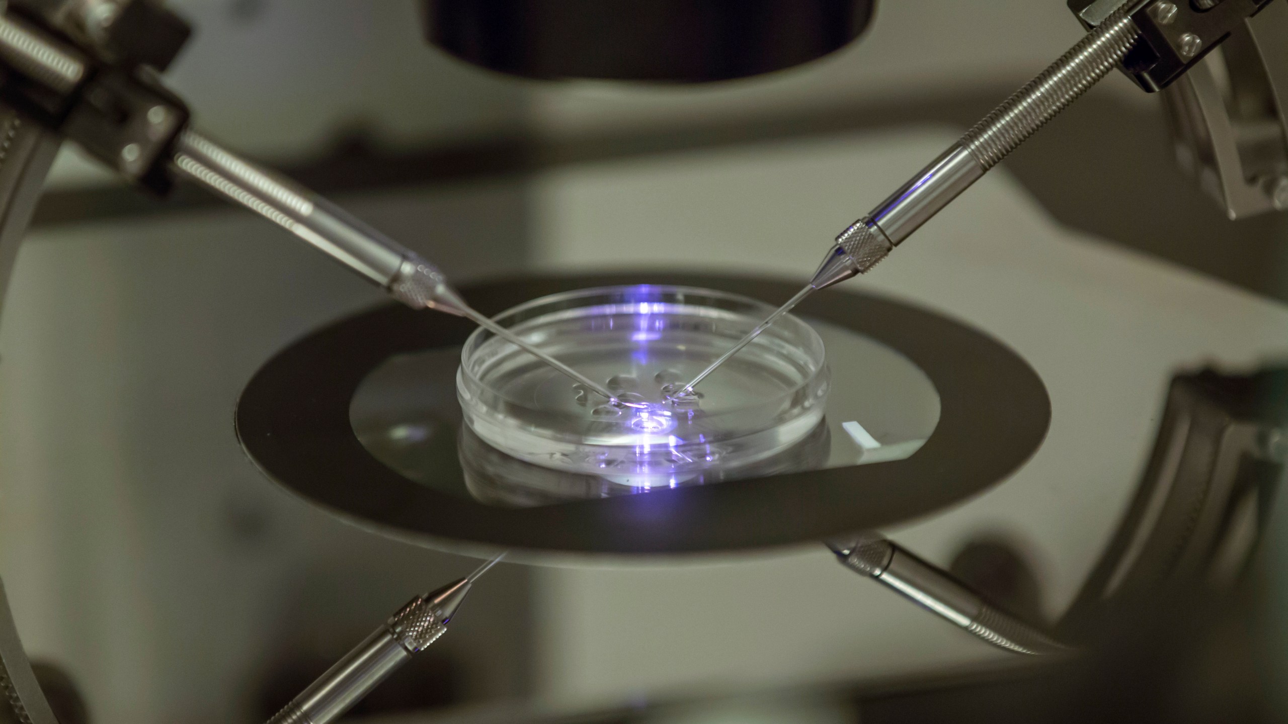 FILE - An embryologist works on a petri dish at the Create Health fertility clinic in south London, Thursday, Aug. 14, 2013. Britain's fertility regulator said the first babies created using an experimental technique combining DNA from three people have been born, in an effort to prevent the children from inheriting rare genetic diseases. (AP Photo/Sang Tan, File)