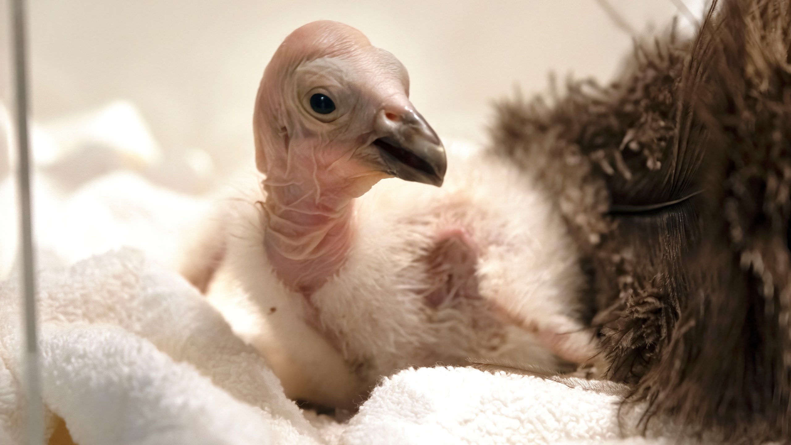 Condor chick LA1123 waits for it's feeding in a temperature controlled enclosure at the Los Angeles Zoo on Tuesday, May 2, 2023. The chick hatched Sunday April 30, 2023. The latest breeding efforts to boost the population of North America's largest land bird, an endangered species where there are only several hundred in the wild. Experts say say the species cannot sustain itself without human intervention. More birds still die in the wild each year than the number of chicks that are born, both in nature and in captivity, and survive annually. (AP Photo/Richard Vogel)