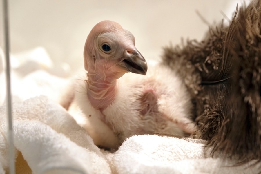 Condor chick LA1123 waits for it's feeding in a temperature controlled enclosure at the Los Angeles Zoo on Tuesday, May 2, 2023. The chick hatched Sunday April 30, 2023. The latest breeding efforts to boost the population of North America's largest land bird, an endangered species where there are only several hundred in the wild. Experts say say the species cannot sustain itself without human intervention. More birds still die in the wild each year than the number of chicks that are born, both in nature and in captivity, and survive annually. (AP Photo/Richard Vogel)