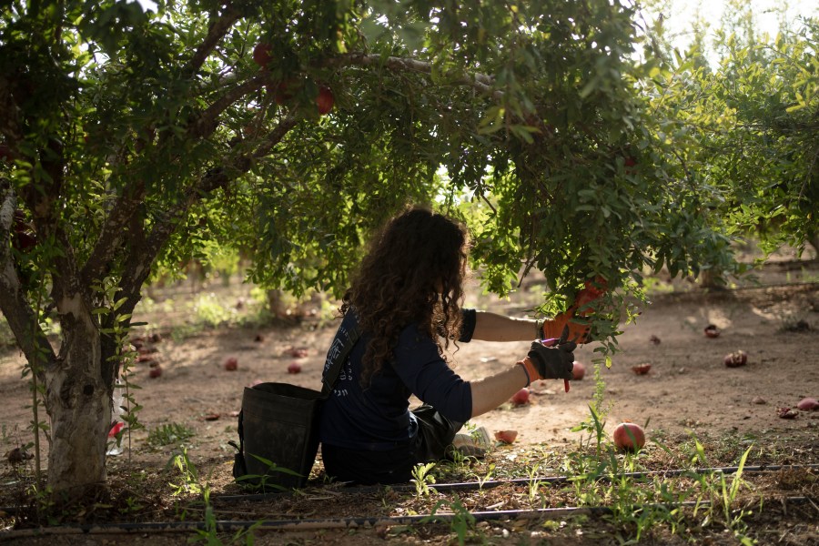 Ido Gilad, 17, picks pomegranates while volunteering on a farm in Ashkelon, Israel, Friday, Oct. 27, 2023. The Israel-Hamas war has plunged Israel’s agricultural heartlands into crisis. Near Gaza, the military has banned all farming within 4 kilometers of the border fence and tightly monitors farmers whose lands lie just outside the no-go zone. In the north near the Lebanese and Syrian borders, entire communities have been evacuated because of rocket fire from Lebanon’s Hezbollah militant group. (AP Photo/Maya Alleruzzo)