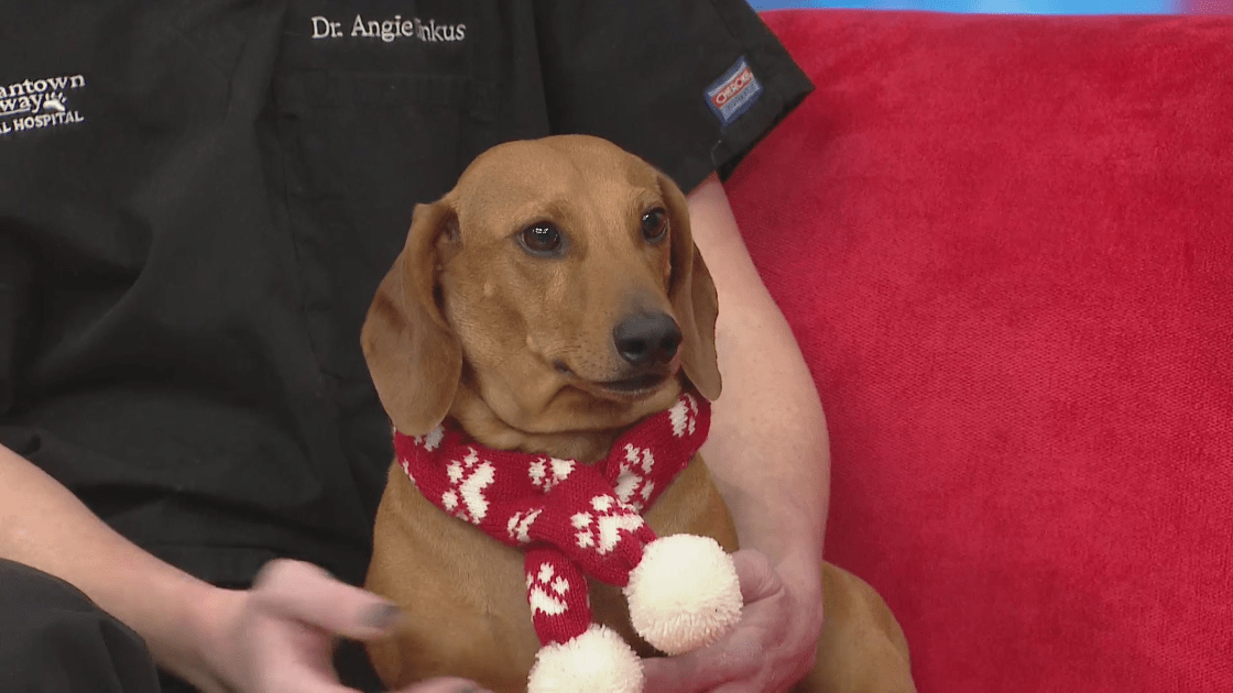 Mystery Dog Illness: The symptoms and what to do if your dog shows signs