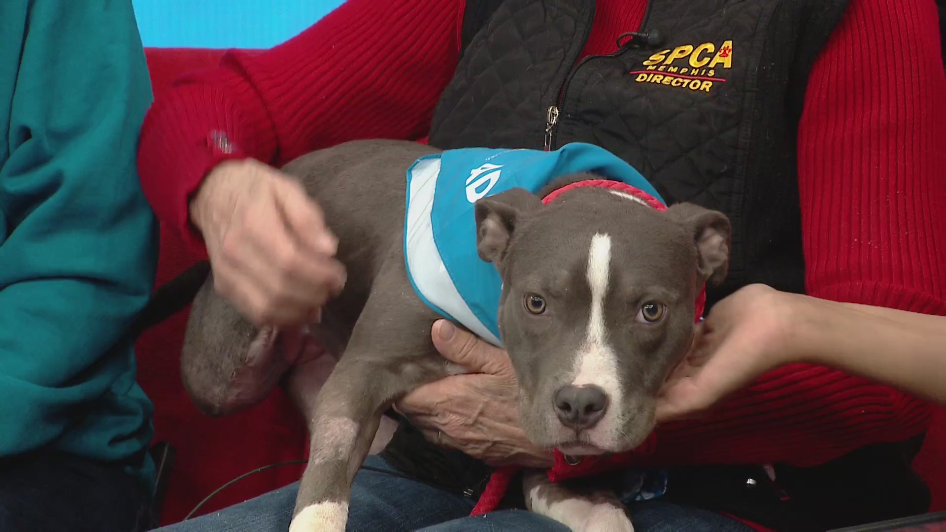 Pet of the Week: Paws 'N' Hooves joins the SPCA with adoptable pets