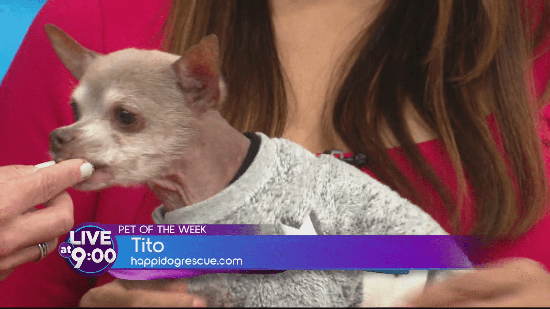 Eight-pound Tito is our pet of the week, you're invited to a HappiDog Animal Rescue event