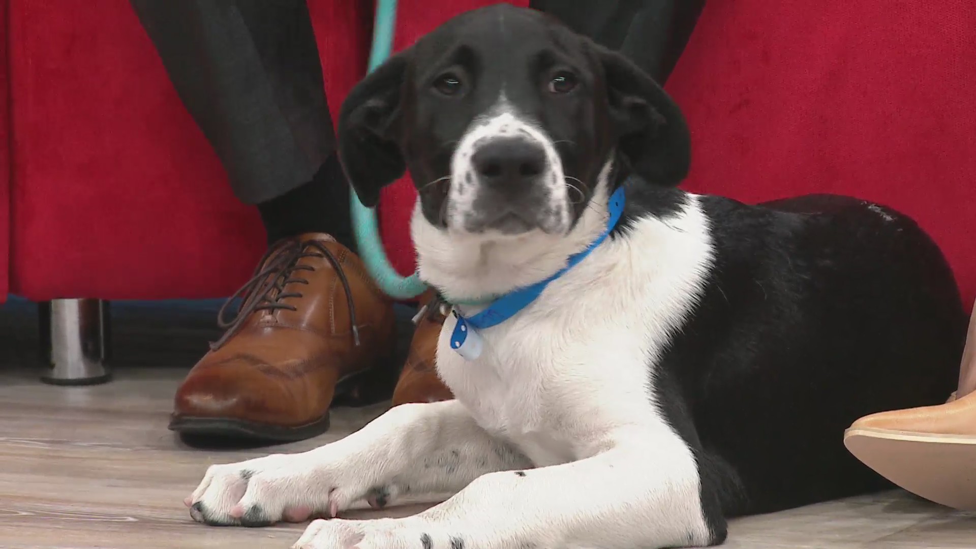 Click to fall in love: Meet 'Memphis' the dog, MAS Director Ty Coleman on 'Walk Me, Mane' campaign
