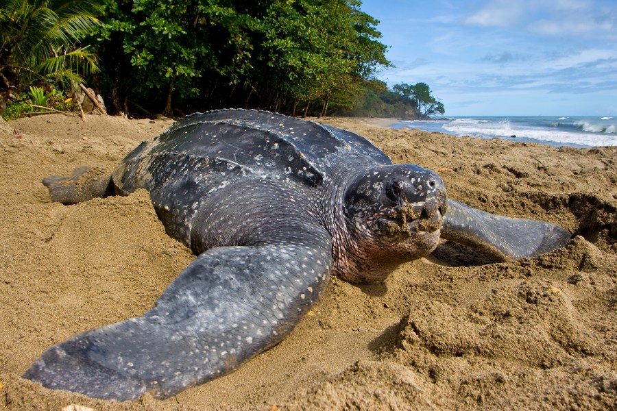 This photo provided by the Oceanic Society shows a leatherback sea turtle on a beach in Trinidad in 2007. (Brian J. Hutchinson/Oceanic Society via AP)