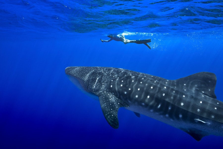 A person swims near a whale shark off the coast of St. Helena in the South Atlantic Ocean in February 2025. (AP Photo/Flora Tomlinson-Pilley)