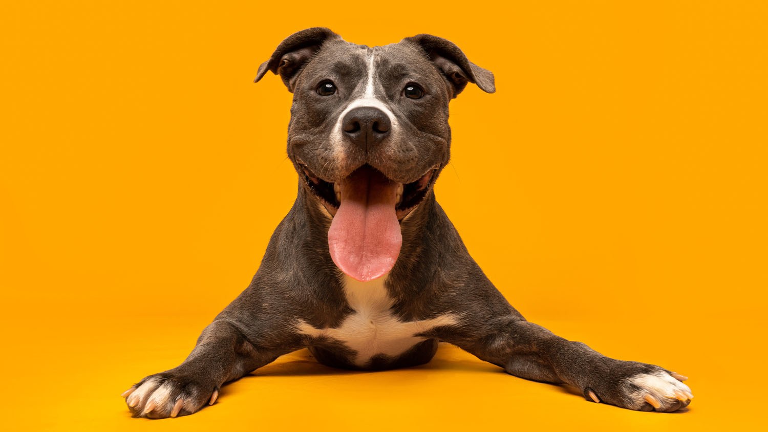 Adobe Stock / The best Memorial Day pet deals for your favorite child