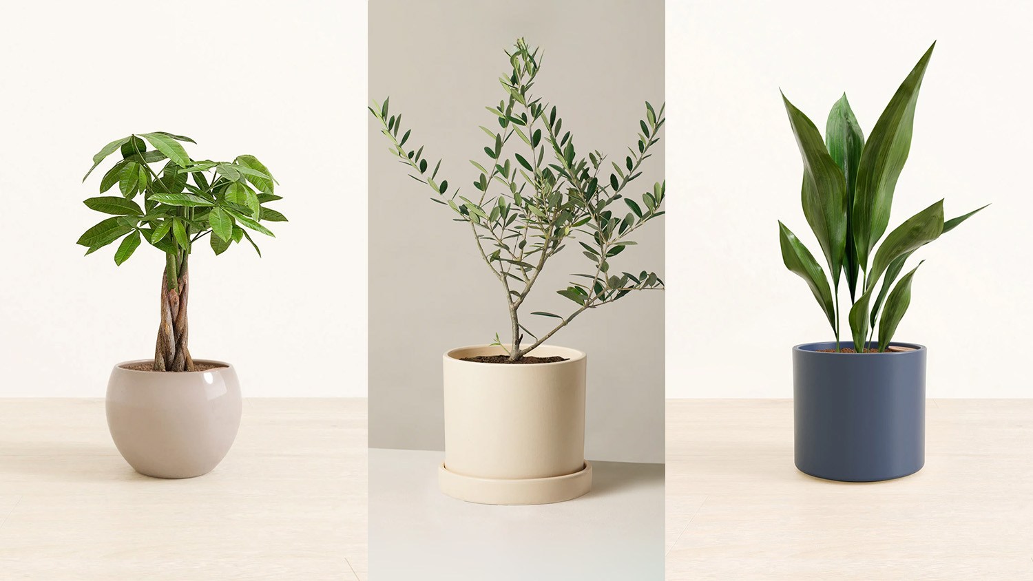 easyplant/The Sill / Pet-friendly houseplants to liven up your space for summer